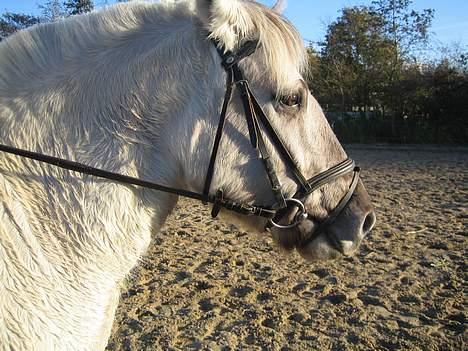 Fjordhest Filur :D billede 11