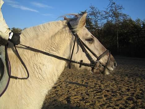 Fjordhest Filur :D billede 12