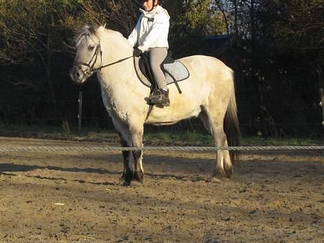 Fjordhest Filur :D billede 13