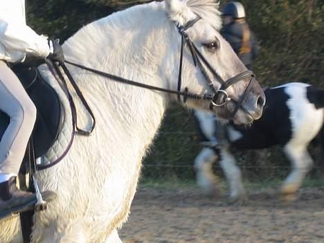 Fjordhest Filur :D billede 14