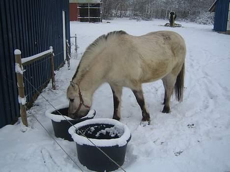 Fjordhest Filur :D billede 16