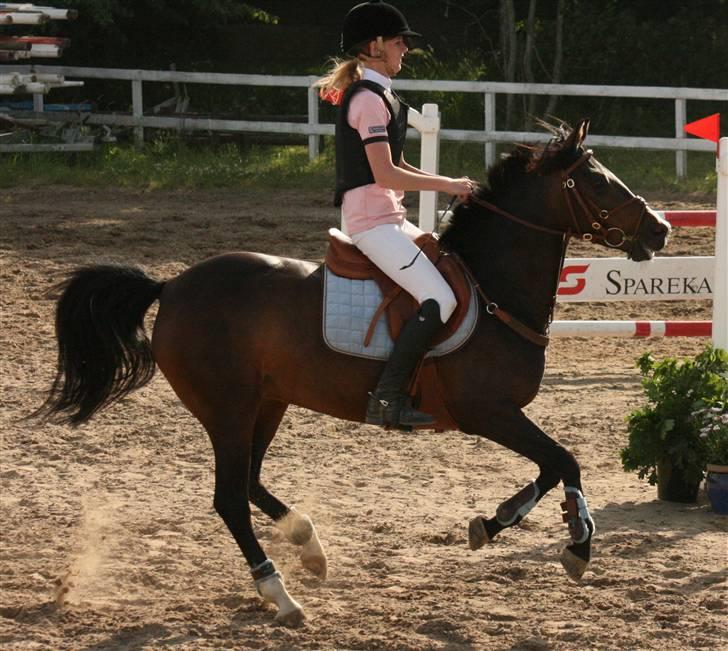 Anden særlig race ANGEL  {b-pony} - ponygaarden solvang billede 6