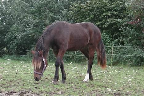 Welsh Cob (sec D) De Busies Bound for Glory billede 6