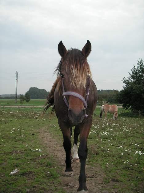Welsh Cob (sec D) De Busies Bound for Glory billede 7