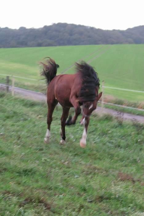 Welsh Cob (sec D) Lillelunds D'Artagnan - 20 måneder gammel og lige flyttet hjem til mig selv, stod før ved mine forældre. billede 5