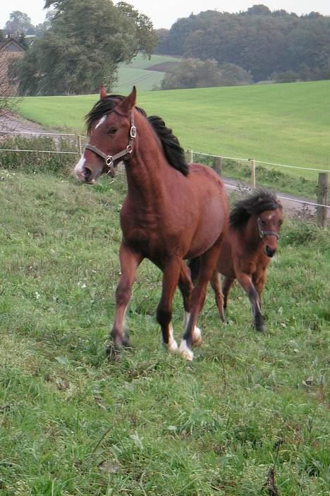 Welsh Cob (sec D) Lillelunds D'Artagnan billede 6