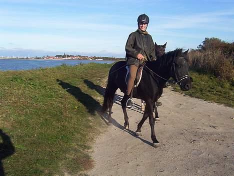 New Forest Roløkke Himalaya SOLGT billede 13