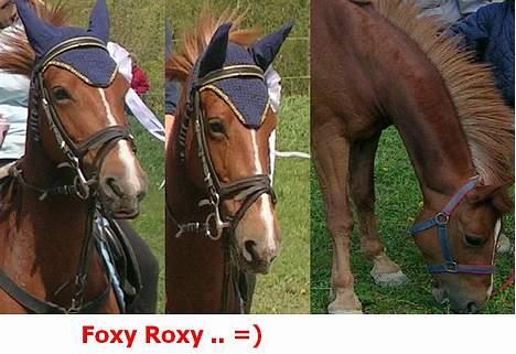 Hollandsk Sportspony Roxanne(Foxy Roxy)solgt - =) billede 4