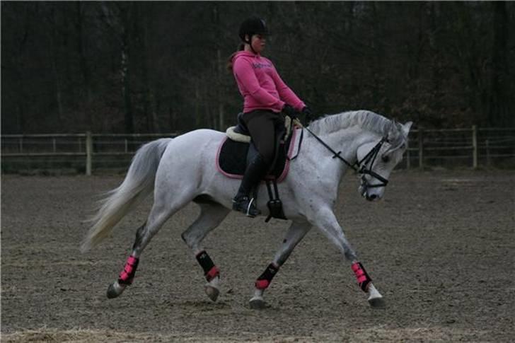 Hollandsk Sportspony Karim :) Solgt - Karim i pink <3 Fotograf: Janni billede 4