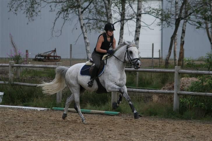 Hollandsk Sportspony Karim :) Solgt - lidt galop efter træningen q; fotograf: Janni billede 5