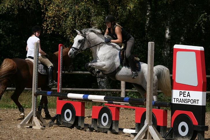 Hollandsk Sportspony Karim :) Solgt - Lidt spring xD Fotograf: Janni billede 6