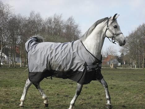 Hollandsk Sportspony Karim :) Solgt - Karim på fold. Fotograf:Simone <333 billede 7