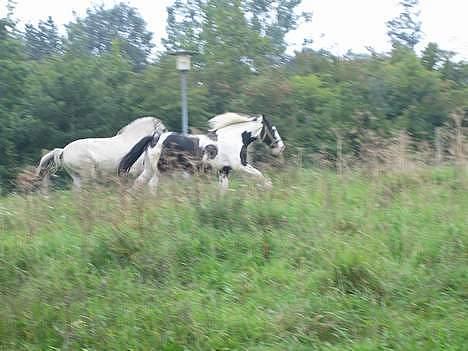 Fjordhest Filur :D - Det er så mig og silas;D billede 17