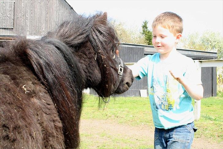 Belgisk Miniature | Kærslunds Chili - 09/ Taget d. 21-04-2011 billede 9