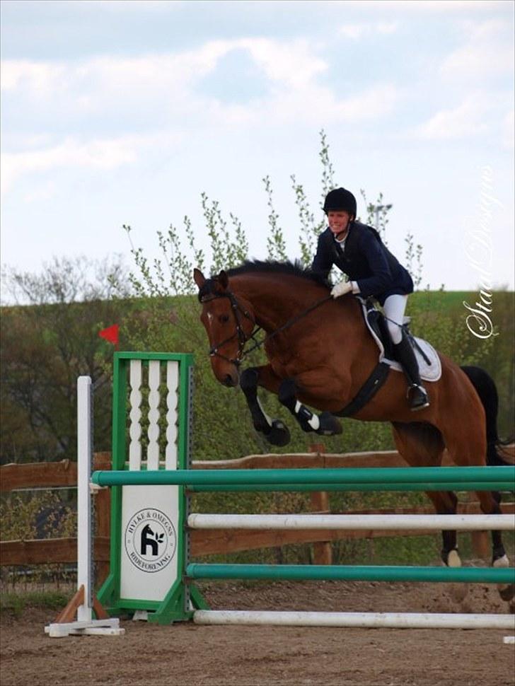 Dansk Varmblod Svalegårds Amasing - - Egnsmesterskab 2010 billede 2