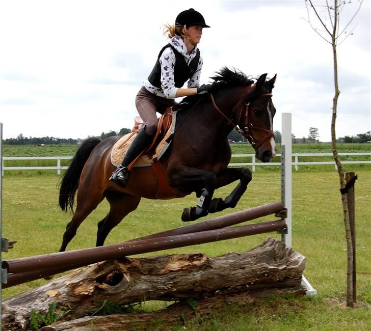 Anden særlig race ANGEL  {b-pony} - første gang hun springer træstamme billede 7