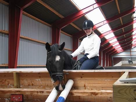 Oldenborg Emma (Dot) Hestbækgård - tit titi :P billede 14