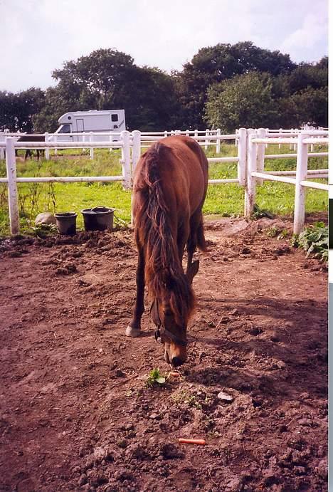 Traver Nostredamus Spirit - Her spises gullerødder med stor fornøjelse billede 1