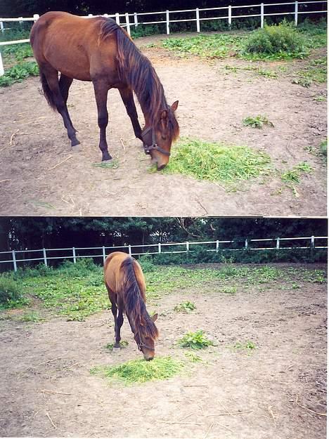 Traver Nostredamus Spirit - Her spiser vi lige græs som Diana har plukket til mig uhmmmm billede 2