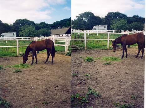 Traver Nostredamus Spirit - Græs igen bare ny stilling billede 3