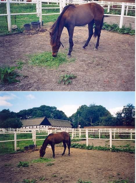 Traver Nostredamus Spirit - Græs igen uhmmm billede 4