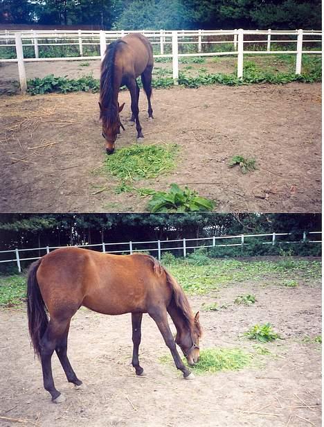 Traver Nostredamus Spirit - Muhmmmms billede 5