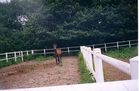 Traver Nostredamus Spirit - Hej med dig Diana billede 6