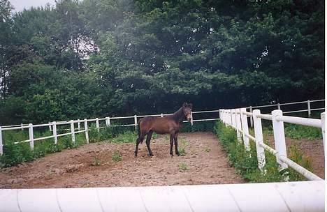 Traver Nostredamus Spirit - Fuld krop fra siden billede 7