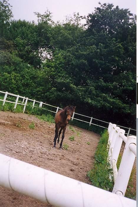 Traver Nostredamus Spirit - Front igen billede 8