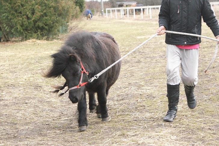 Belgisk Miniature | Kærslunds Chili - 13/ Taget d. 21-03-2010 - Chili er bare så opdraget og går så pænt altid. *Host host*  billede 13