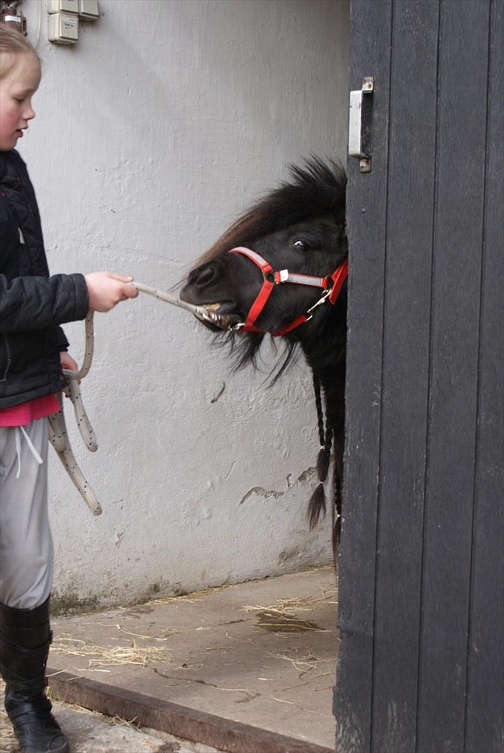 Belgisk Miniature | Kærslunds Chili - 15/ Taget d. 21-03-2010 -  Chili vil vidst ikke ud af stalden igen. billede 15