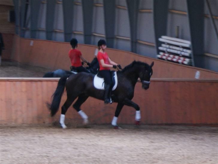 Dansk Varmblod Montahko's Simba SOLGT :( - Billede 1: Velkommen til Simbas profil :D Kursus ved Michael Liocouras d.5/10-08 . Fotograf: Mette billede 1