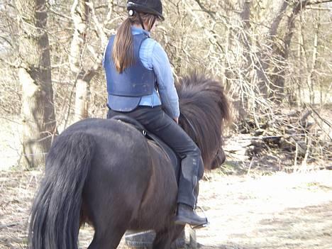 Islænder Pipar fra Gl. Ladegård 2 -  [taget af mor] billede 6