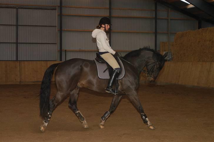 Dansk Varmblod Montahko's Simba SOLGT :( - Billede 4: Ved godt det ligner han går under lod, men rider på volte og bøjer ham ind :] Men han kan altid strække sig mer´ :p billede 3