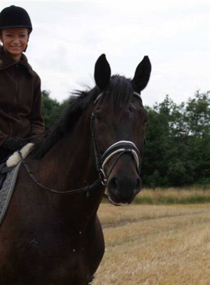 Dansk Varmblod Montahko's Simba SOLGT :( - Billede 6: På stubmarken d.16.juli. Fotograf: Nicoline =b billede 5