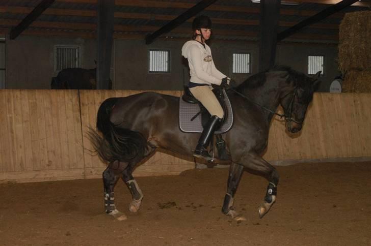 Dansk Varmblod Montahko's Simba SOLGT :( - Billede 7: ANE 07/08, Feb. Fotograf: L. Lildal. billede 6