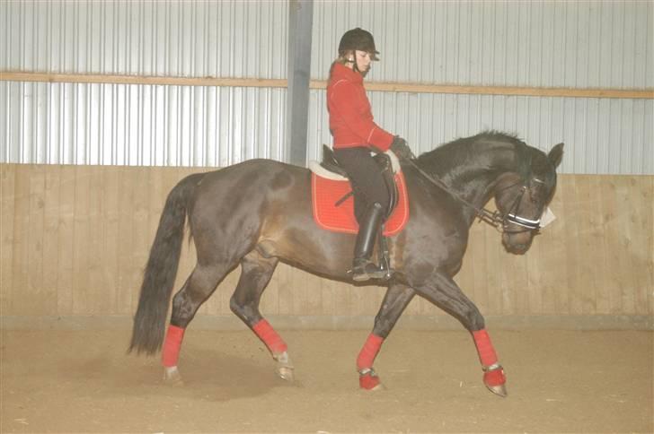 Dansk Varmblod Montahko's Simba SOLGT :( - Billede 8: På min fødselsdag d.31/3-2008, fotograf: L. Lildal billede 7