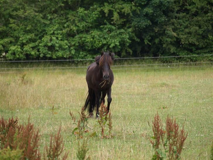 Islænder Pipar fra Gl. Ladegård 2 - Pipar har set Jarpur er er på vej hen til ham [taget at min mig] billede 9