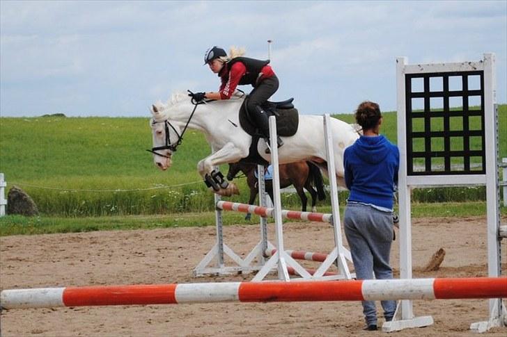 Connemara Mosevangs Cocu - 7 juli 2010. Spring træning. billede 1