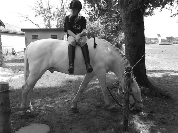 Connemara Mosevangs Cocu - Sommer 07 billede 2