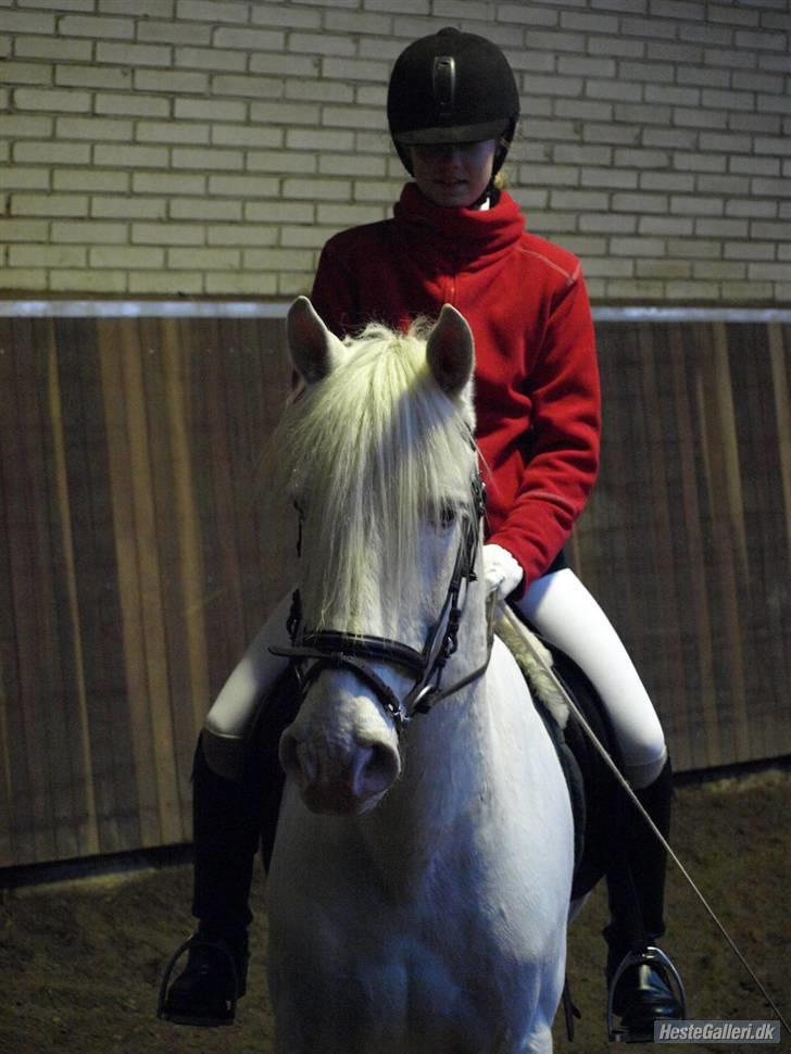 Connemara Mosevangs Cocu - Skanderborg rideklub. LA1-LA2 billede 5