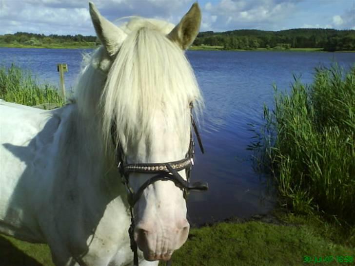 Connemara Mosevangs Cocu billede 6