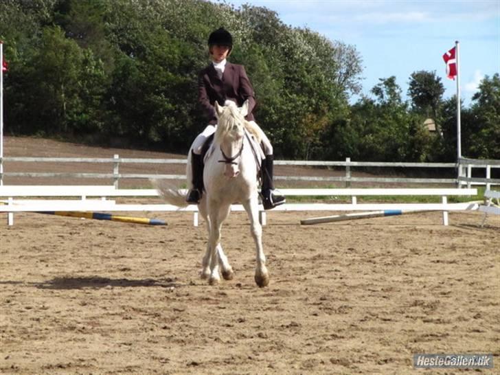 Connemara Mosevangs Cocu - lindegaardensrideklub 09 billede 7