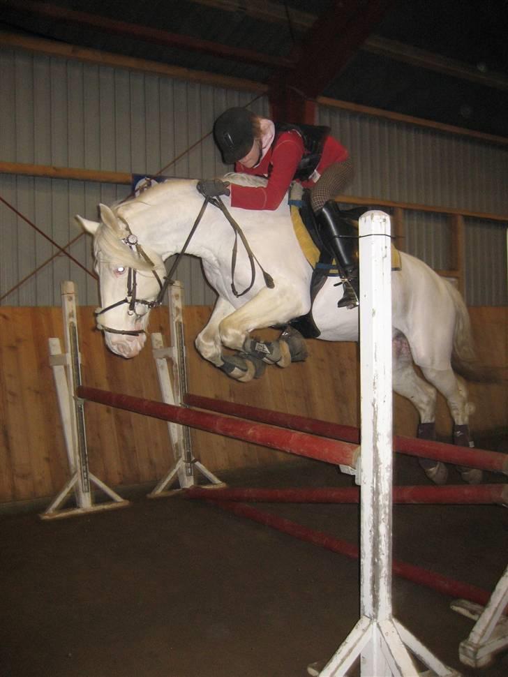 Connemara Mosevangs Cocu - Springtræning vinter 08 billede 8