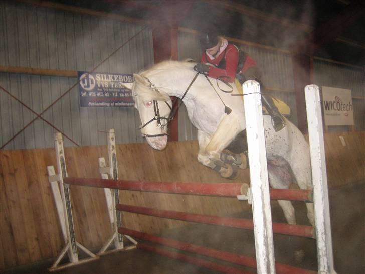 Connemara Mosevangs Cocu - Sringtræning. Højdespring 120 cm.  billede 9