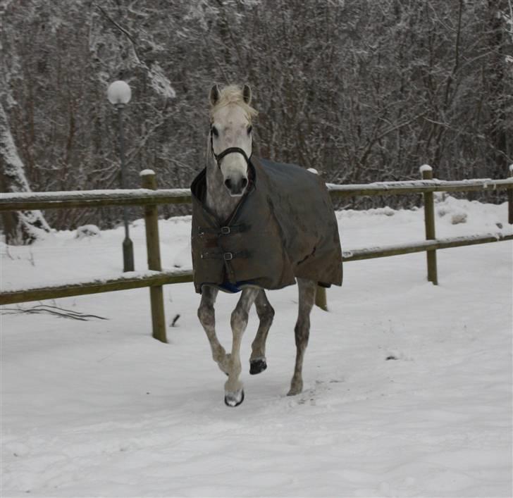 Arabisk fuldblod (OX) El Dominus billede 9