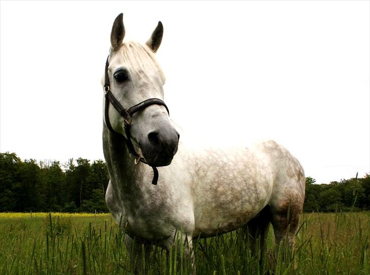 Arabisk fuldblod (OX) El Dominus billede 10