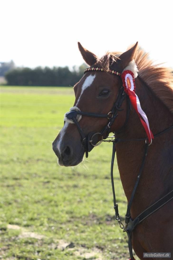 Hollandsk Sportspony Roxanne(Foxy Roxy)solgt - =) billede 6