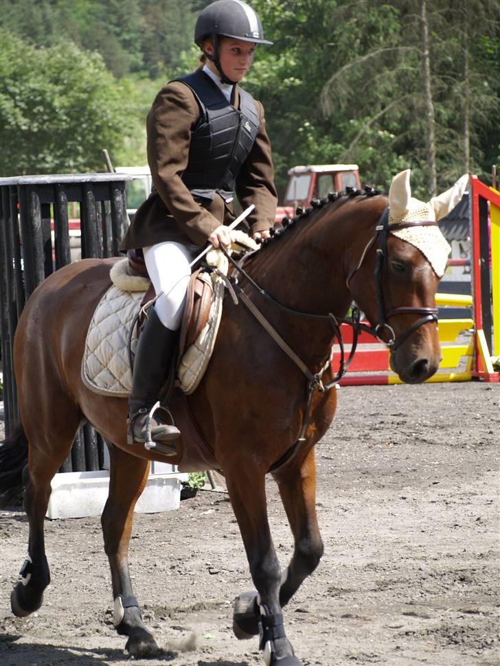 Connemara Pegasus solgt - på banen billede 7