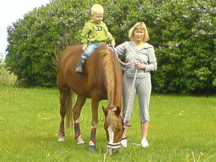 Anden særlig race Mon Cheri solgt :( - ny hest i stalden billede 1